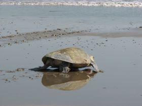 Sea turtle returning to lay her eggs near San Juan del Sur, Nicaragua – Best Places In The World To Retire – International Living